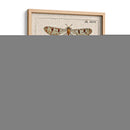 Estudio De Libélula I - Vision Studio | Cuadro decorativo de Canvas Lab