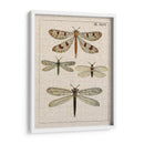 Estudio De Libélula I - Vision Studio | Cuadro decorativo de Canvas Lab
