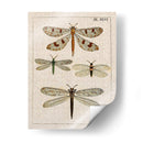 Estudio De Libélula I - Vision Studio | Cuadro decorativo de Canvas Lab