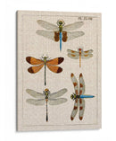 Estudio De Libélula Ii - Vision Studio | Cuadro decorativo de Canvas Lab