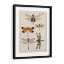 Estudio De Libélula Ii - Vision Studio | Cuadro decorativo de Canvas Lab