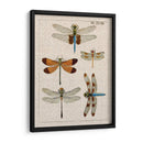 Estudio De Libélula Ii - Vision Studio | Cuadro decorativo de Canvas Lab