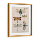 Estudio De Libélula Ii - Vision Studio | Cuadro decorativo de Canvas Lab