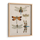 Estudio De Libélula Ii - Vision Studio | Cuadro decorativo de Canvas Lab