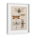 Estudio De Libélula Ii - Vision Studio | Cuadro decorativo de Canvas Lab