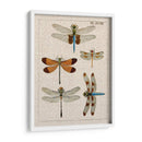 Estudio De Libélula Ii - Vision Studio | Cuadro decorativo de Canvas Lab