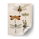 Estudio De Libélula Ii - Vision Studio | Cuadro decorativo de Canvas Lab