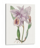 Bellezas De Lavanda Ii - Edwards | Cuadro decorativo de Canvas Lab