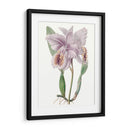 Bellezas De Lavanda Ii - Edwards | Cuadro decorativo de Canvas Lab