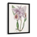 Bellezas De Lavanda Ii - Edwards | Cuadro decorativo de Canvas Lab