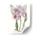 Bellezas De Lavanda Ii - Edwards | Cuadro decorativo de Canvas Lab