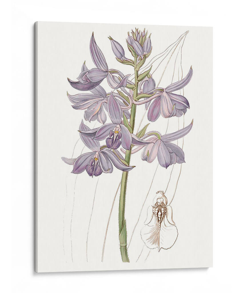 Bellezas De Lavanda Iii - Edwards | Cuadro decorativo de Canvas Lab