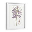 Bellezas De Lavanda Iii - Edwards | Cuadro decorativo de Canvas Lab