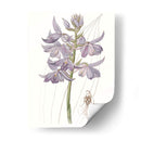 Bellezas De Lavanda Iii - Edwards | Cuadro decorativo de Canvas Lab