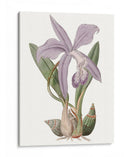Bellezas De Lavanda Iv - Edwards | Cuadro decorativo de Canvas Lab