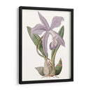 Bellezas De Lavanda Iv - Edwards | Cuadro decorativo de Canvas Lab