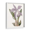 Bellezas De Lavanda Iv - Edwards | Cuadro decorativo de Canvas Lab