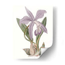 Bellezas De Lavanda Iv - Edwards | Cuadro decorativo de Canvas Lab