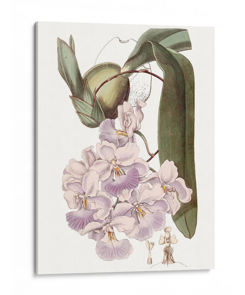 Bellezas De Lavanda V - Edwards | Cuadro decorativo de Canvas Lab
