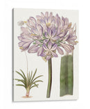 Bellezas De Lavanda Vi - Edwards | Cuadro decorativo de Canvas Lab