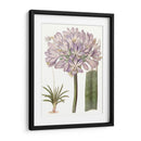 Bellezas De Lavanda Vi - Edwards | Cuadro decorativo de Canvas Lab