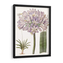 Bellezas De Lavanda Vi - Edwards | Cuadro decorativo de Canvas Lab