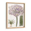 Bellezas De Lavanda Vi - Edwards | Cuadro decorativo de Canvas Lab