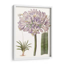 Bellezas De Lavanda Vi - Edwards | Cuadro decorativo de Canvas Lab