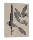 Hojas Elocuentes I - Vision Studio | Cuadro decorativo de Canvas Lab