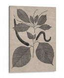 Hojas Elocuentes Ii - Vision Studio | Cuadro decorativo de Canvas Lab