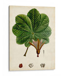 Verdant Folliage Ii - Vision Studio | Cuadro decorativo de Canvas Lab