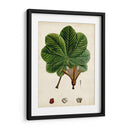 Verdant Folliage Ii - Vision Studio | Cuadro decorativo de Canvas Lab