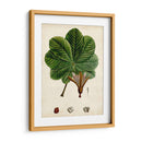 Verdant Folliage Ii - Vision Studio | Cuadro decorativo de Canvas Lab