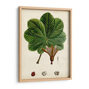 Verdant Folliage Ii - Vision Studio | Cuadro decorativo de Canvas Lab