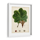 Verdant Folliage Ii - Vision Studio | Cuadro decorativo de Canvas Lab