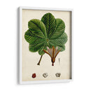 Verdant Folliage Ii - Vision Studio | Cuadro decorativo de Canvas Lab