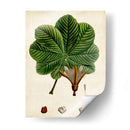 Verdant Folliage Ii - Vision Studio | Cuadro decorativo de Canvas Lab