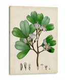 Verdant Folliage Iii - Vision Studio | Cuadro decorativo de Canvas Lab