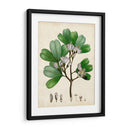 Verdant Folliage Iii - Vision Studio | Cuadro decorativo de Canvas Lab