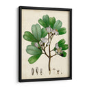 Verdant Folliage Iii - Vision Studio | Cuadro decorativo de Canvas Lab