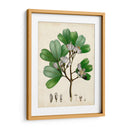 Verdant Folliage Iii - Vision Studio | Cuadro decorativo de Canvas Lab