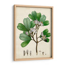 Verdant Folliage Iii - Vision Studio | Cuadro decorativo de Canvas Lab