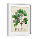 Verdant Folliage Iii - Vision Studio | Cuadro decorativo de Canvas Lab