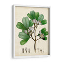 Verdant Folliage Iii - Vision Studio | Cuadro decorativo de Canvas Lab