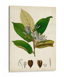 Verdant Folliage Iv - Vision Studio | Cuadro decorativo de Canvas Lab