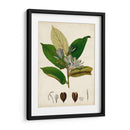 Verdant Folliage Iv - Vision Studio | Cuadro decorativo de Canvas Lab