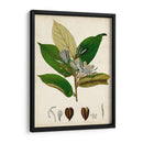 Verdant Folliage Iv - Vision Studio | Cuadro decorativo de Canvas Lab