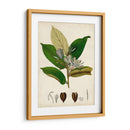 Verdant Folliage Iv - Vision Studio | Cuadro decorativo de Canvas Lab