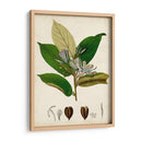 Verdant Folliage Iv - Vision Studio | Cuadro decorativo de Canvas Lab