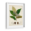 Verdant Folliage Iv - Vision Studio | Cuadro decorativo de Canvas Lab